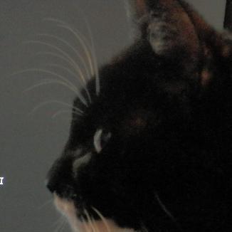 uilebheist@toot.aquilenet.fr